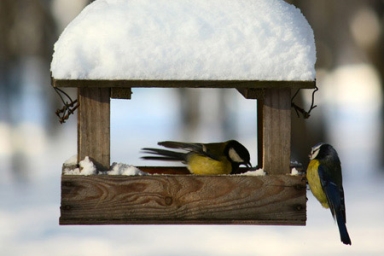 Feeding Birds in Winter | DIY: True Value Projects